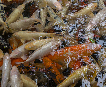 户外锦鲤池塘水上花园中的一群五颜六色的锦鲤锦鲤（Cyprinus rubrofuscus）