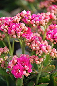 有粉红色花朵的长寿植物，Kalanchoe blossfeldiana