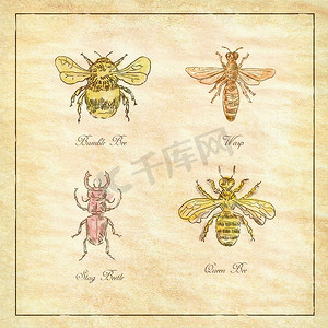 大黄蜂、黄蜂、雄鹿甲虫和蜂王复古系列