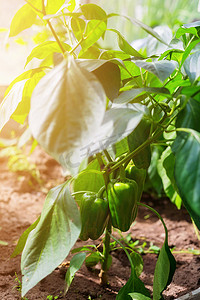 在温室里种植辣椒，未成熟的辣椒生长