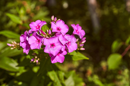 简单模糊背景摄影照片_绿色模糊背景上的紫色花。