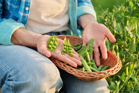 菜园里摘豌豆荚剥皮吃豌豆的妇女