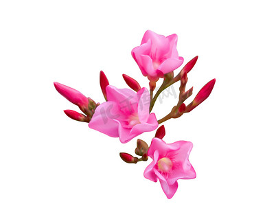 白色背景上的特写 Plumeria 粉红色，供 Spa 放松