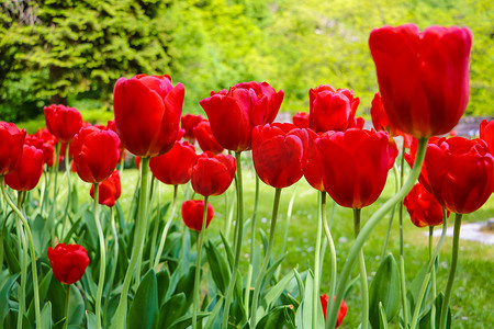 春天郁金香花摄影照片_郁金香田中绿叶背景的郁金香花，用于明信片美容装饰和农业概念设计。