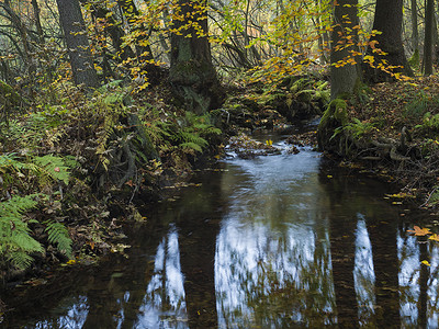 hory摄影照片_捷克共和国 luzicke hory lusitian 山秋季长时间曝光的魔法森林溪流与石头、苔藓、蕨类植物和五颜六色的落叶和树木