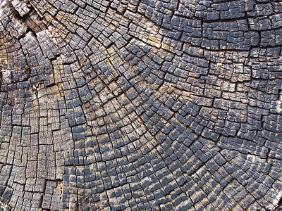 几何线条图案摄影照片_具有几何同心图案的树木年轮和线条的旧裂纹木材表面