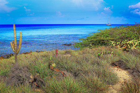 加勒比海绿松石和荒凉的海滩，有仙人掌，divi divi an ship，阿鲁巴岛，安的列斯群岛