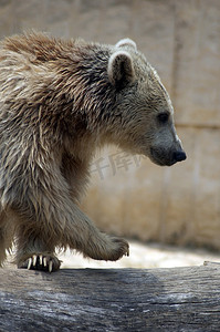 叙利亚棕熊