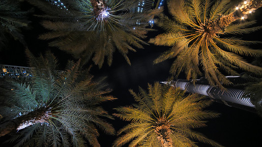 夜晚，花环在迪拜的棕榈树上熠熠生辉。