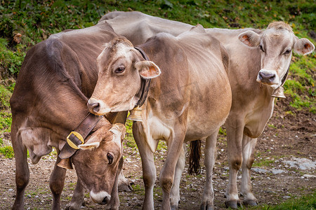 三头可爱的棕牛在奥地利蒂罗尔州齐勒河谷一起放松