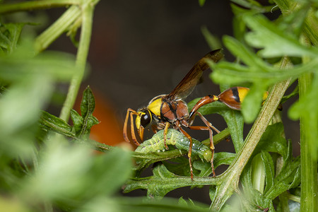 纸黄蜂的形象正在吃蠕虫受害者。