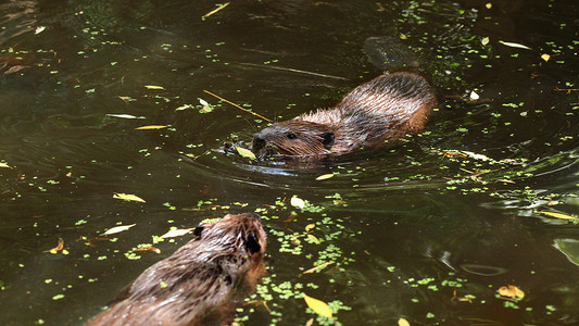 欧洲海狸（蓖麻纤维）在布满湖泊的池塘里游泳，只能看到湿头，另一只动物朝相反的方向游去。
