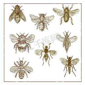 白色背景上的老式蜜蜂和苍蝇系列双色调