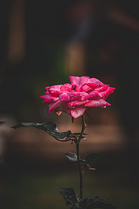 花园玫瑰，粉红红玫瑰，花园玫瑰，孟加拉花园玫瑰