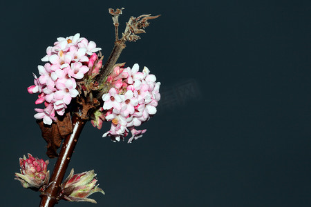 Viburnum x bodnantense Dawn 一种粉红色的冬季开花灌木