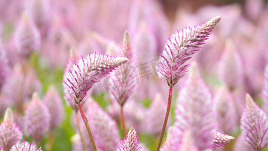 小火箭摄影照片_Tiarella 天空火箭粉红色花朵特写