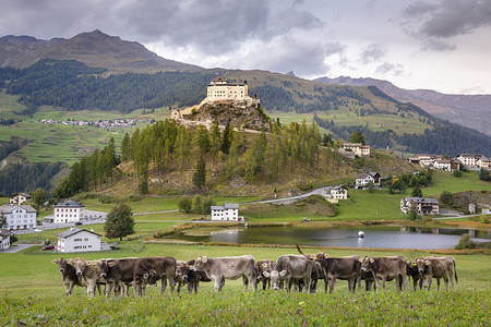 奶牛放牧和田园诗般的 Scuol Tarasp 村，Engadine，瑞士阿尔卑斯山，瑞士