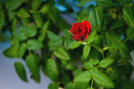 深绿色叶子的盆栽中的勃艮第玫瑰，特写