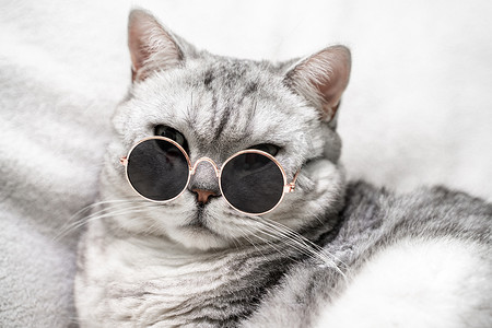 戴眼镜的苏格兰直猫,白色背景.
