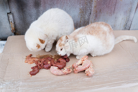 无家可归的饥饿流浪猫生活在破败的贫民窟中，吃着房子的房客带给它们的肉。