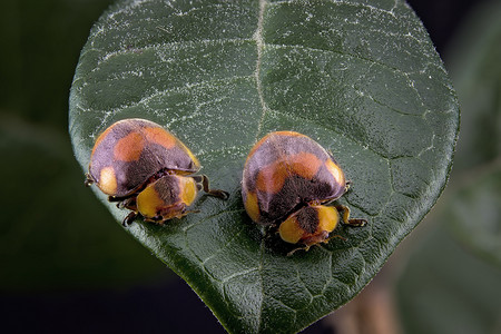 叶子上两只瓢虫的微距摄影