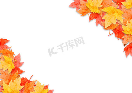 感恩感恩节摄影照片_在白色背景下孤立的秋季森林概念中的红叶框架。