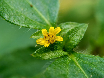 战火摄影照片_具有自然背景的节点杂草（也称为 Synedrella nodiflora、synderella 杂草）的宏观照片。