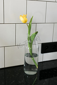 春天郁金香花摄影照片_室内玻璃花瓶中的一朵黄色郁金香花 — 春天和礼物或礼物