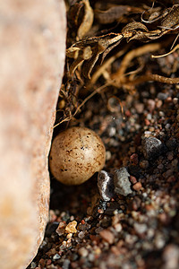 努纳武特地区阿维亚特附近细岩石周围的巢中的单个拉普兰长刺蛋