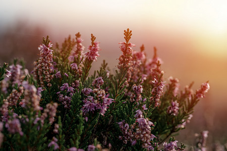 卢卡东契奇摄影照片_日落时约克郡景观中开花的石南花植物的特写