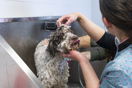 年轻女狗美容师在狗浴缸里给西班牙水犬洗澡