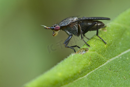 叶子上的黑色昆虫（翼翅目蝇）