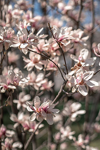 春天盛开的玉兰，映衬着柔和的蓝天和粉红色的背景，宽广的构图。