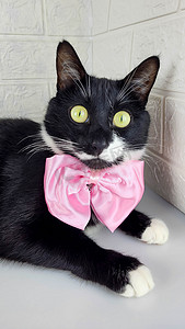 带粉色蝴蝶结的滑稽黑猫专注地看着镜头