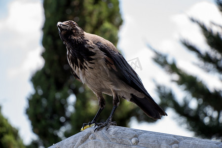 乌鸦属中的蒙面乌鸦 Corvus cornix