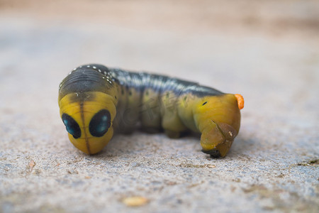 来自欧洲森林和林地的夹竹桃天蛾毛虫 Daphnis nerii。