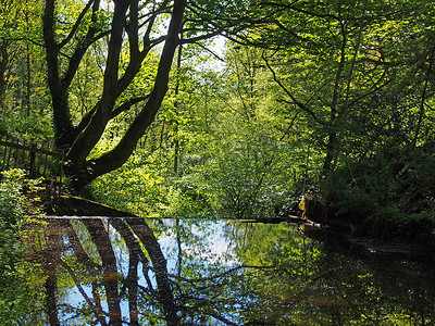阳光照射阴影摄影照片_卡尔德代尔西约克郡的森林树木映照在一条平静的河流中，上面有茂密的、充满活力的阳光照射的绿色夏季树叶