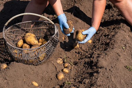 在地里人工采摘土豆。