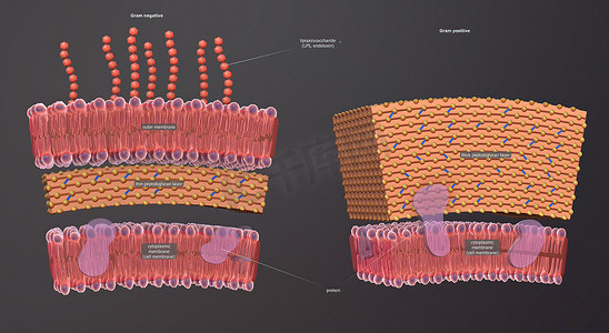 细胞壁是围绕某些类型细胞的结构层，就在细胞膜外。
