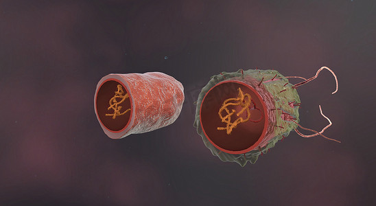 细菌是小型单细胞生物。