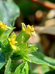 具有自然背景的节点杂草（也称为 Synedrella nodiflora、synderella 杂草）的宏观照片。