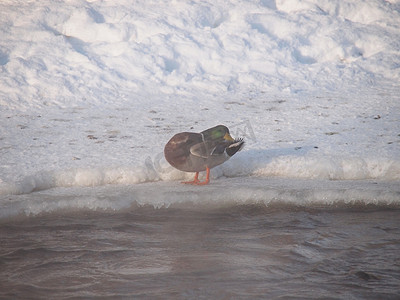 寒风中河边的野鸭