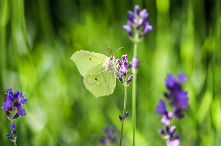 紫色薰衣草花上美丽的黄色 Gonepteryx rhamni 或普通硫磺蝴蝶