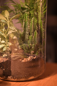 泥土盆栽摄影照片_一个装有植物和泥土的玻璃罐，外面的光线照在里面