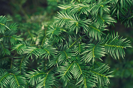 浆果红豆杉植物纹理背景。