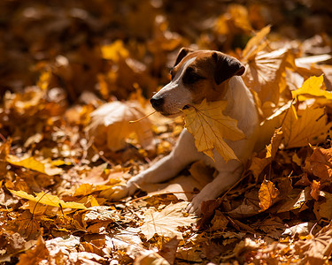 杰克罗素梗犬在秋季公园散步时拿着一片黄色的枫叶。