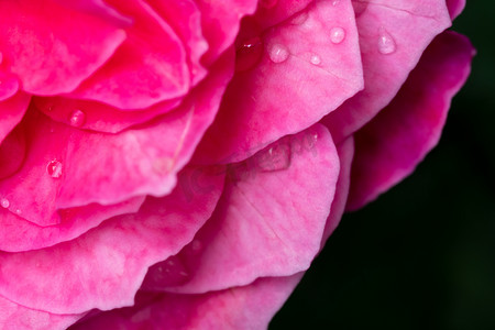 作为自然背景的精美 Yuzen 玫瑰花瓣