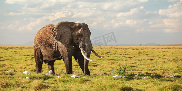 非洲丛林象 (Loxodonta africana) 在低矮的热带草原草丛中行走，腿上有白鹭鸟。