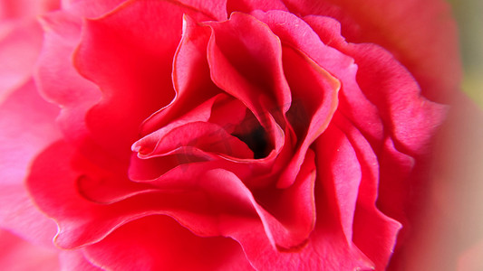 粉红色特写中玫瑰花瓣的背景纹理