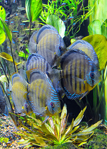 (Symphysodon aequifascilatus) 水族馆里的大型淡水鱼